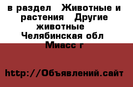  в раздел : Животные и растения » Другие животные . Челябинская обл.,Миасс г.